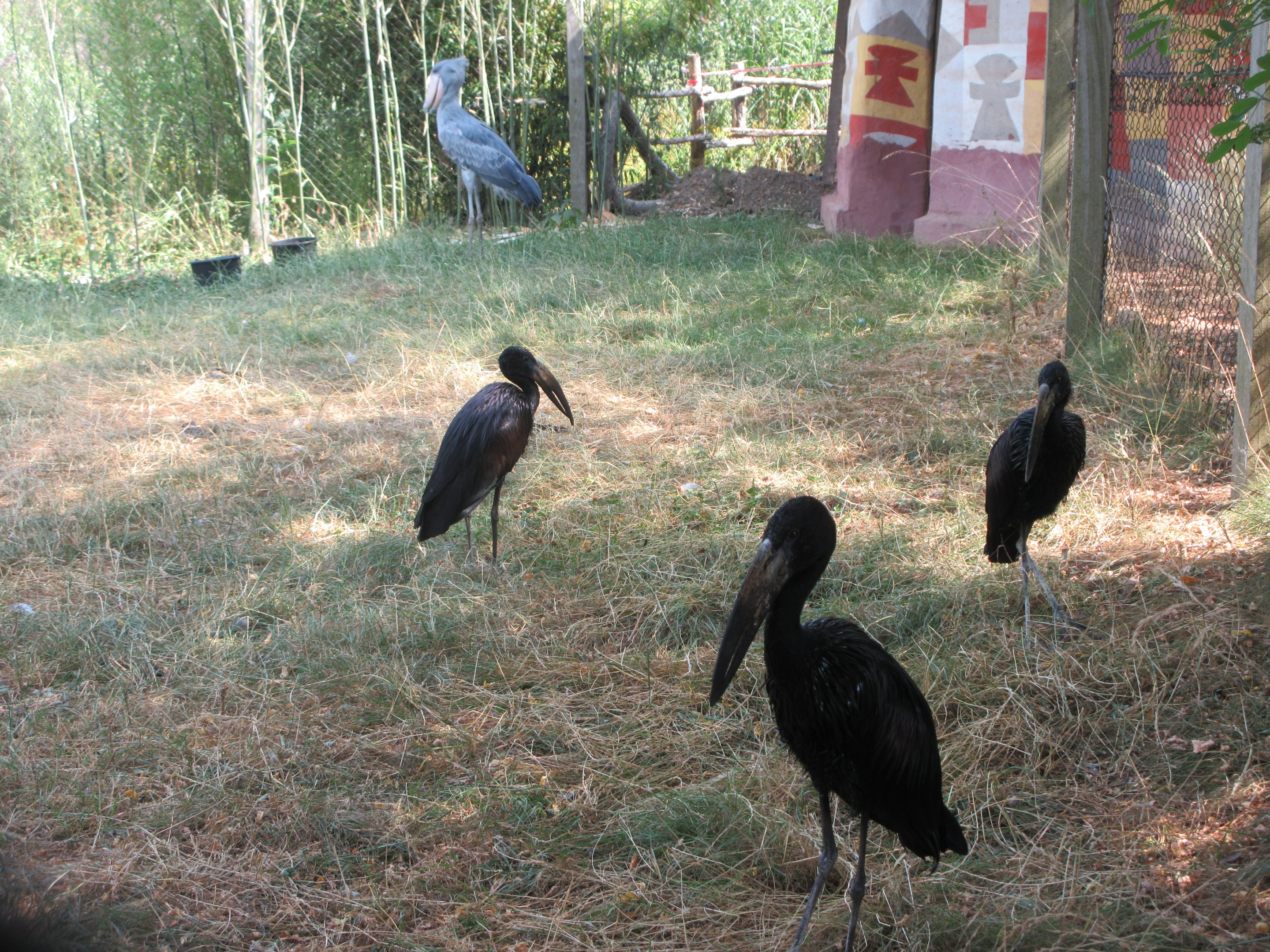 3 Openbills + 1 Shoebill