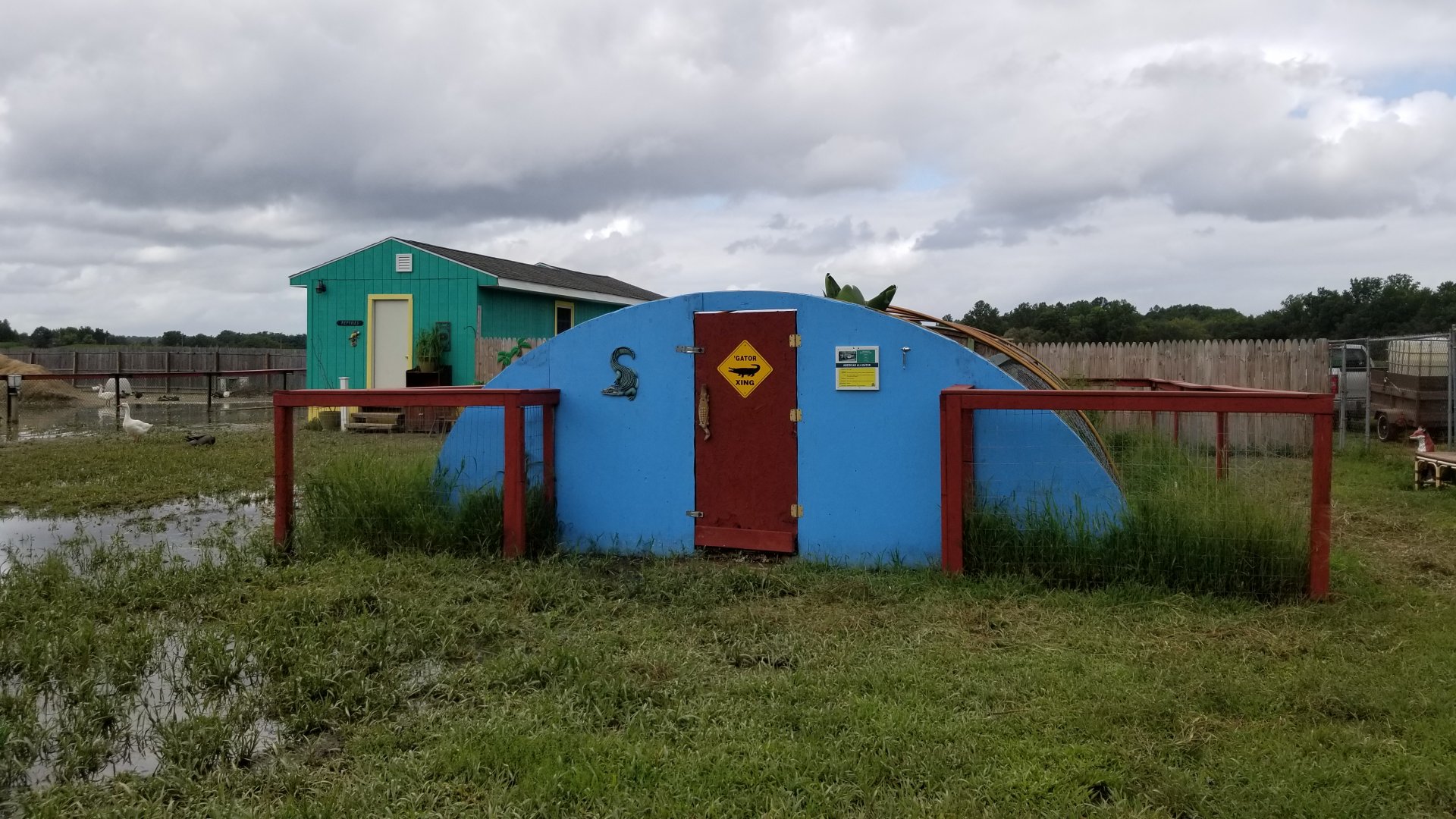 3 Palms Zoo: alligator exhibit