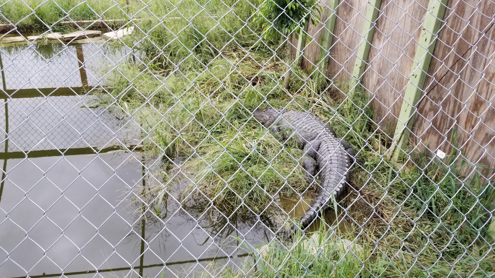 3 Palms Zoo: alligator