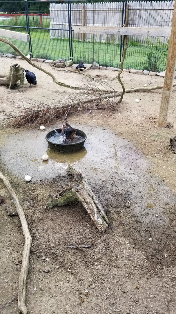 3 Palms Zoo: Asia aviary