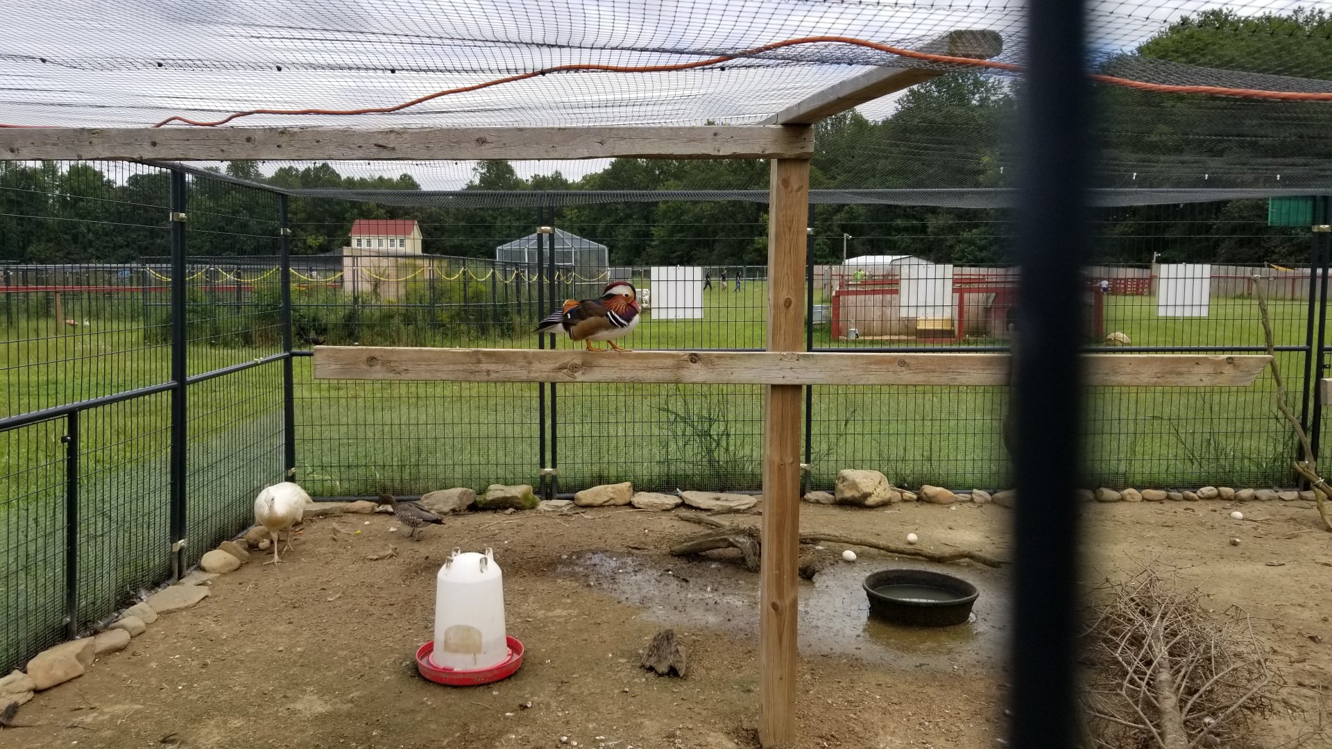 3 Palms Zoo: Asia aviary