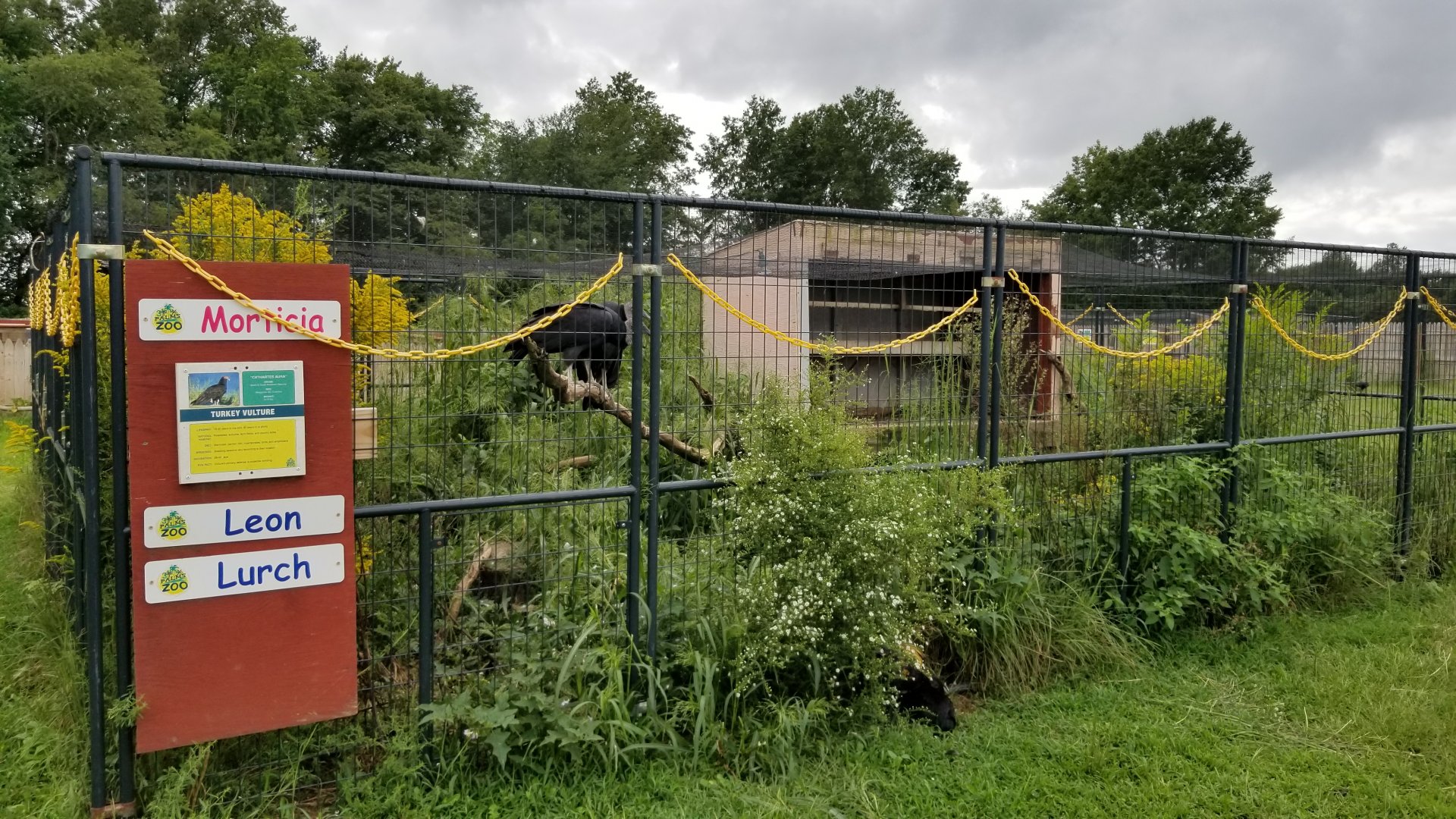 3 Palms Zoo: black vultures (signed turkey vulture)