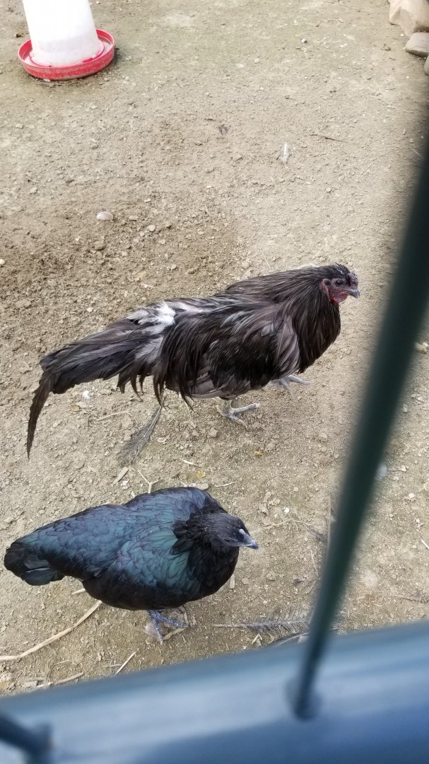 3 Palms Zoo: chickens in Asia aviary