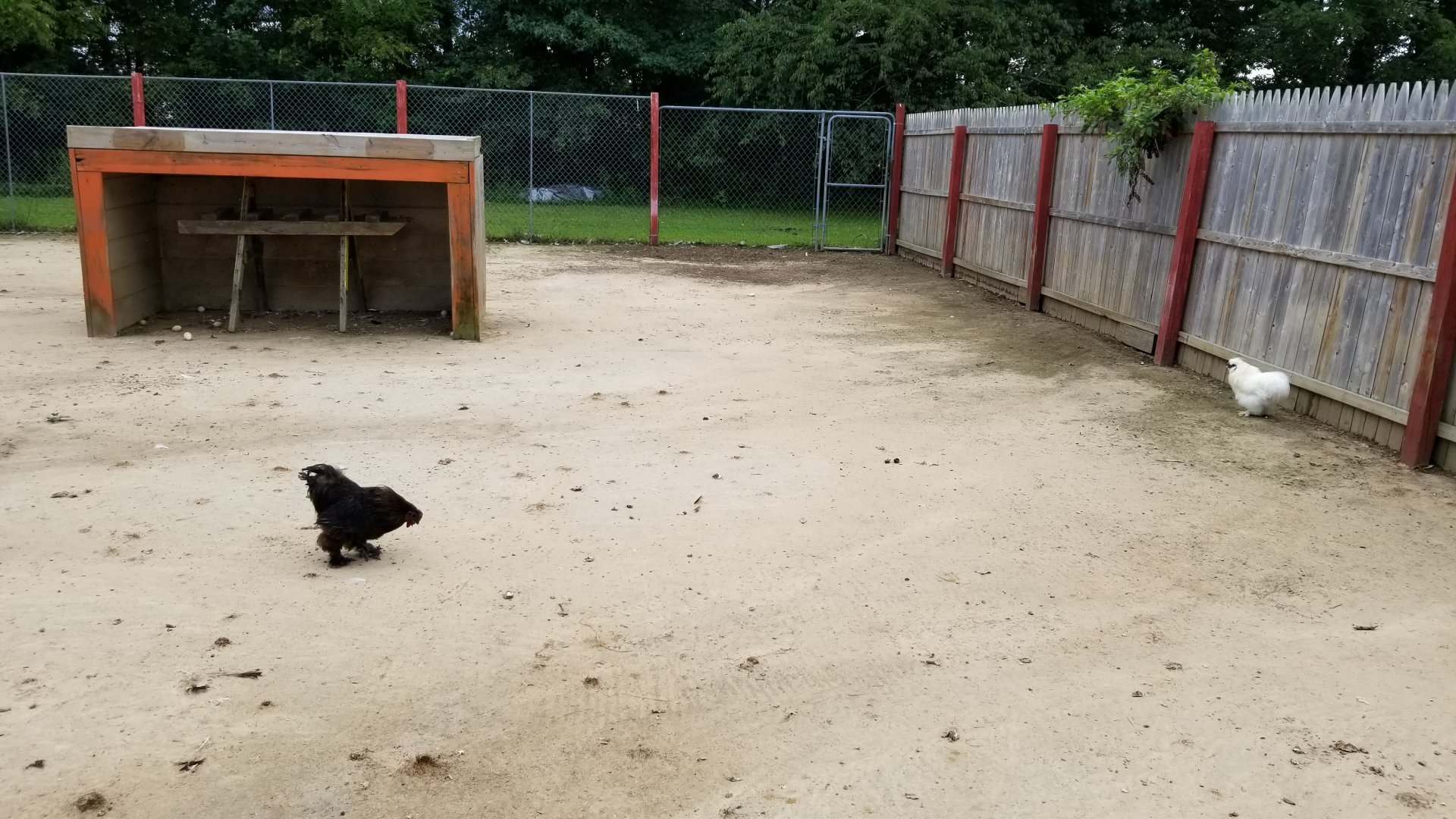3 Palms Zoo: chickens in with turkeys