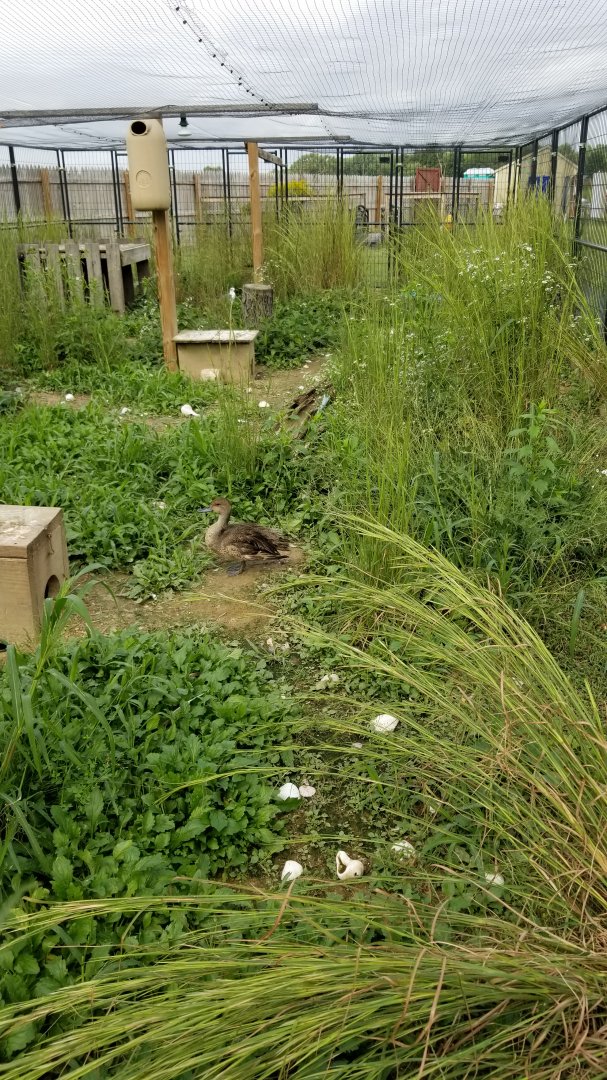 3 Palms Zoo: duck in North America aviary