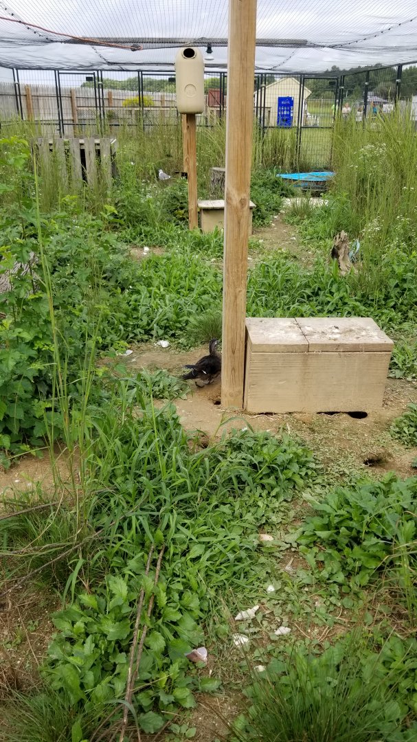 3 Palms Zoo: ducks in North America aviary