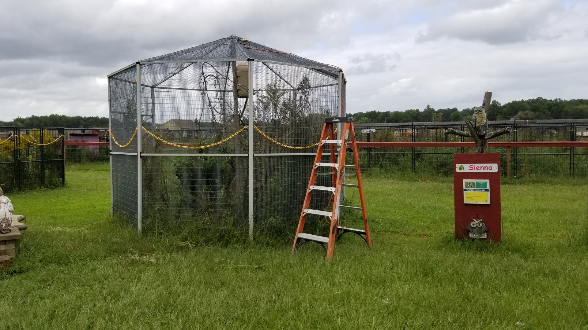 3 Palms Zoo: eastern screech owl