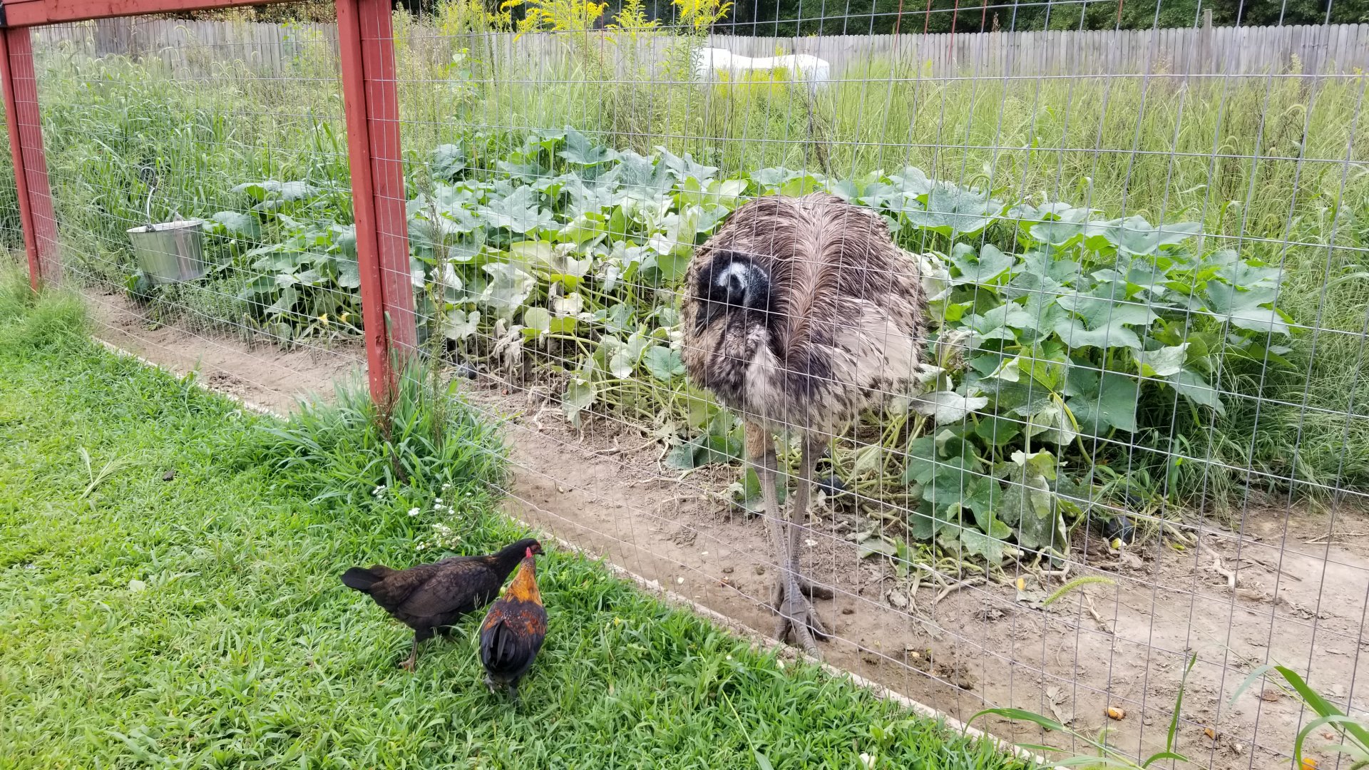 3 Palms Zoo: emu and chickens