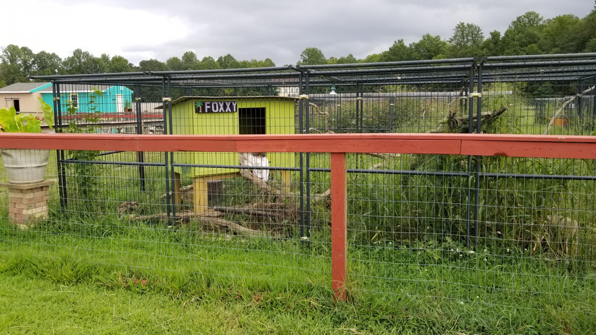 3 Palms Zoo: "Foxxy" exhibit (fox?)