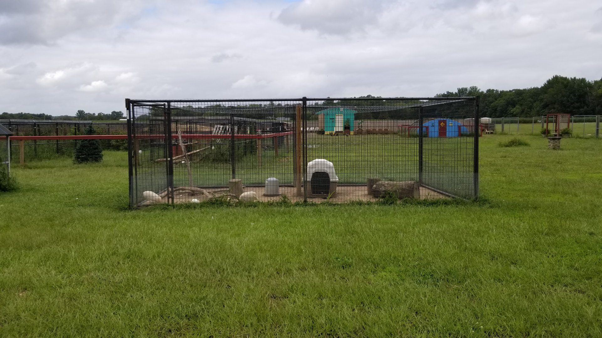 3 Palms Zoo: guinea fowl