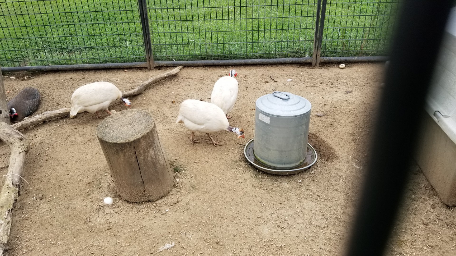 3 Palms Zoo: guinea fowl