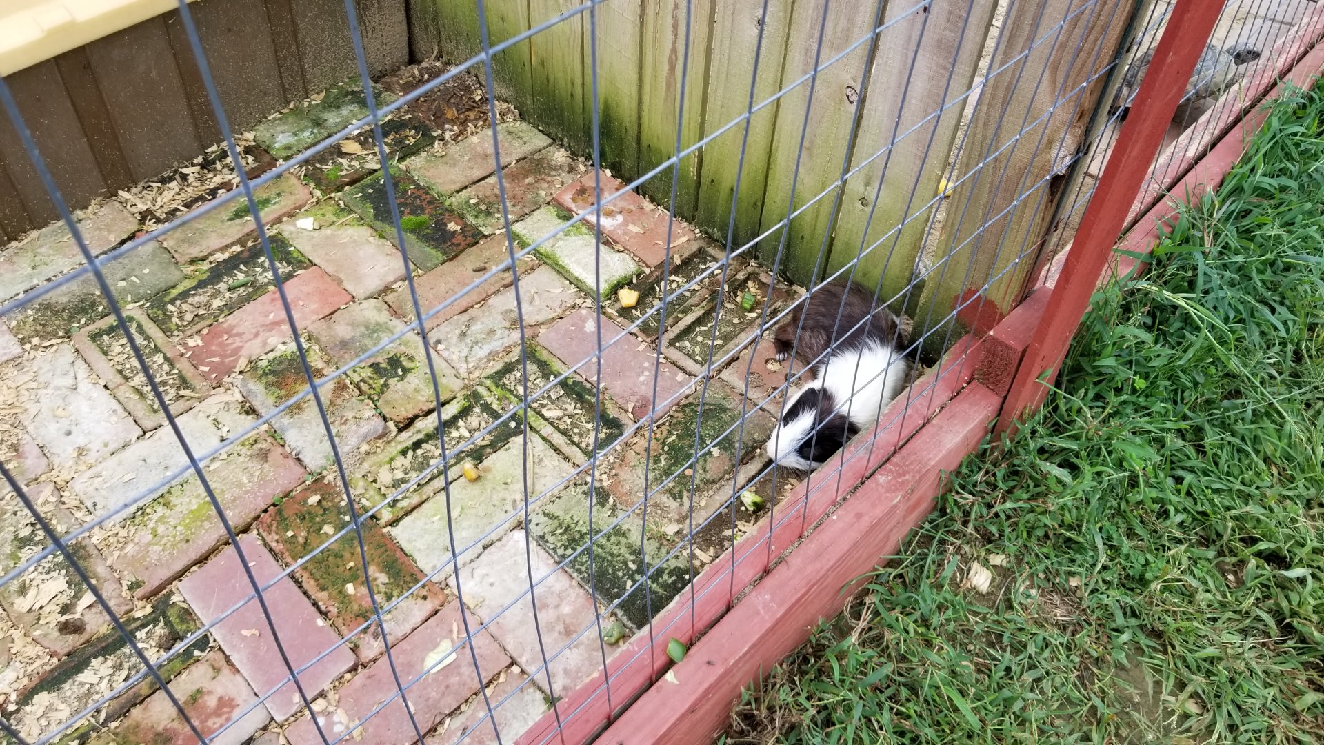 3 Palms Zoo: guinea pig