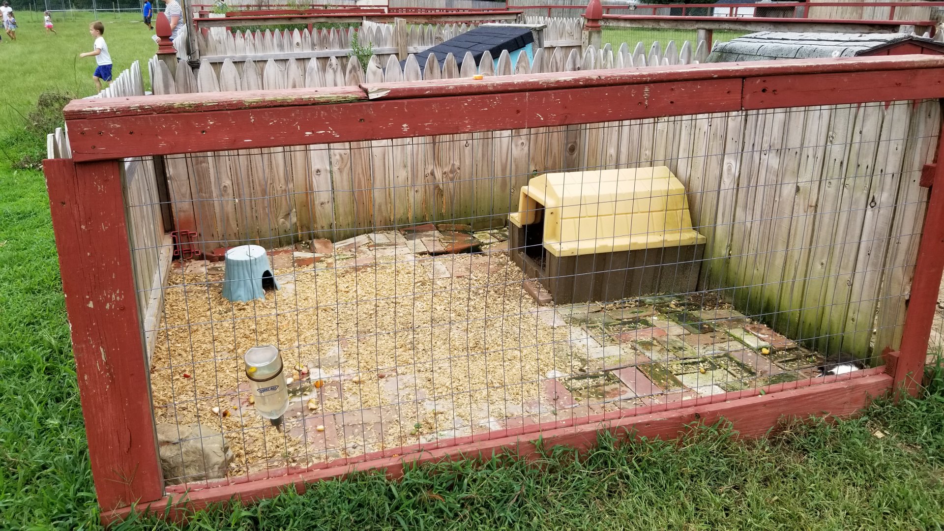 3 Palms Zoo: guinea pigs