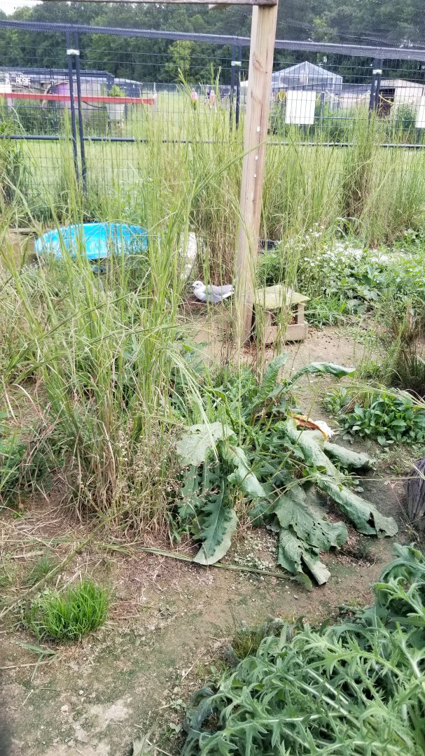 3 Palms Zoo: gull in North America aviary