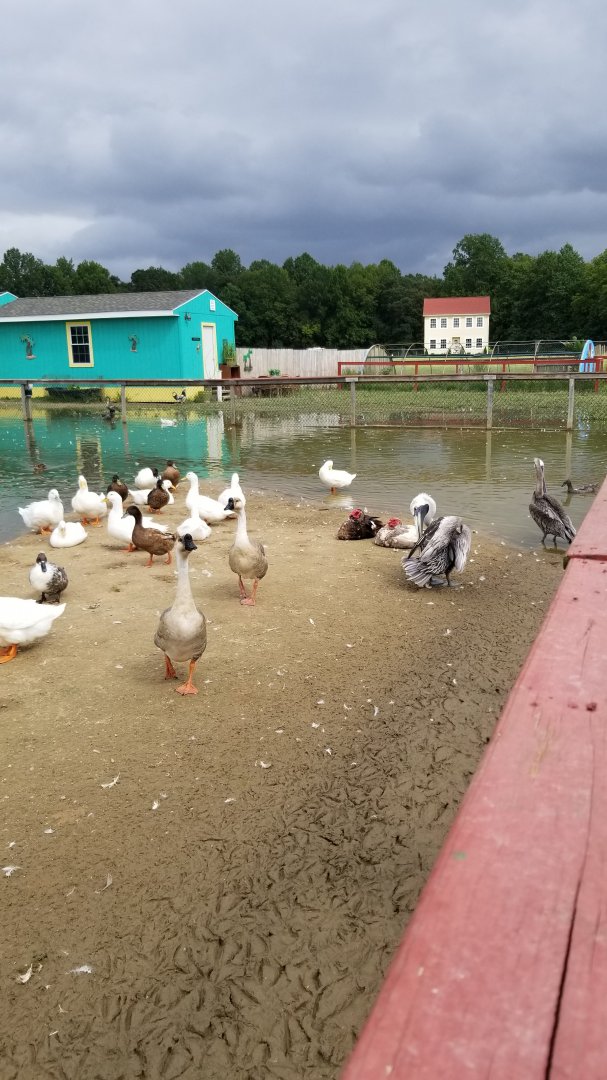 3 Palms Zoo: large water birds, including 2 pelicans