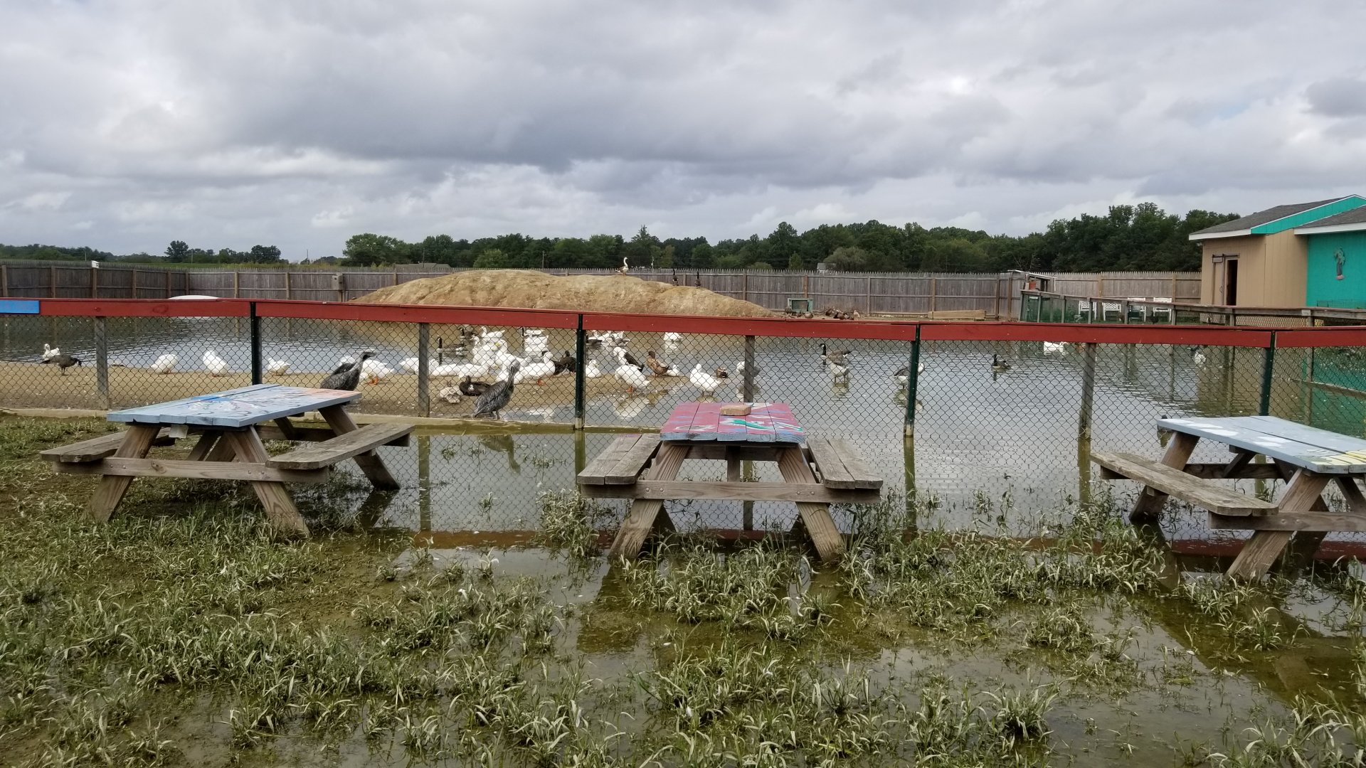 3 Palms Zoo: large water birds