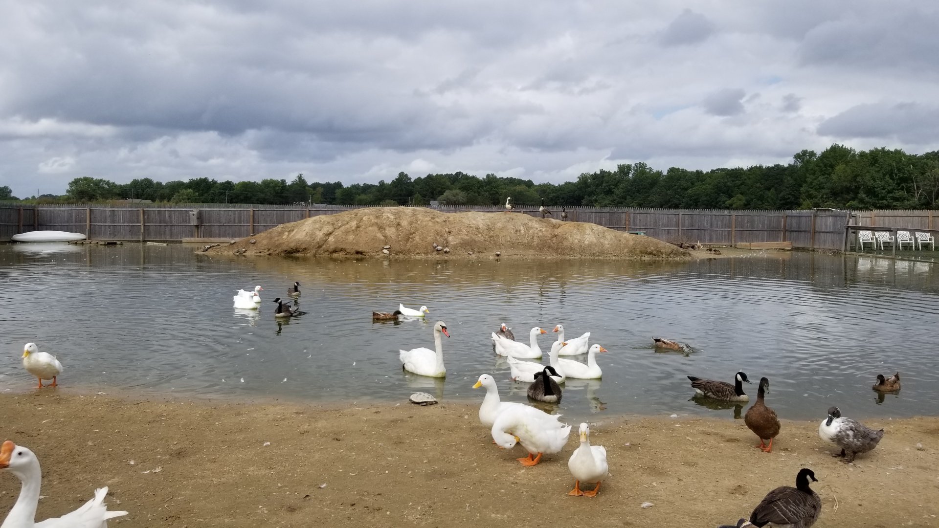 3 Palms Zoo: large water birds