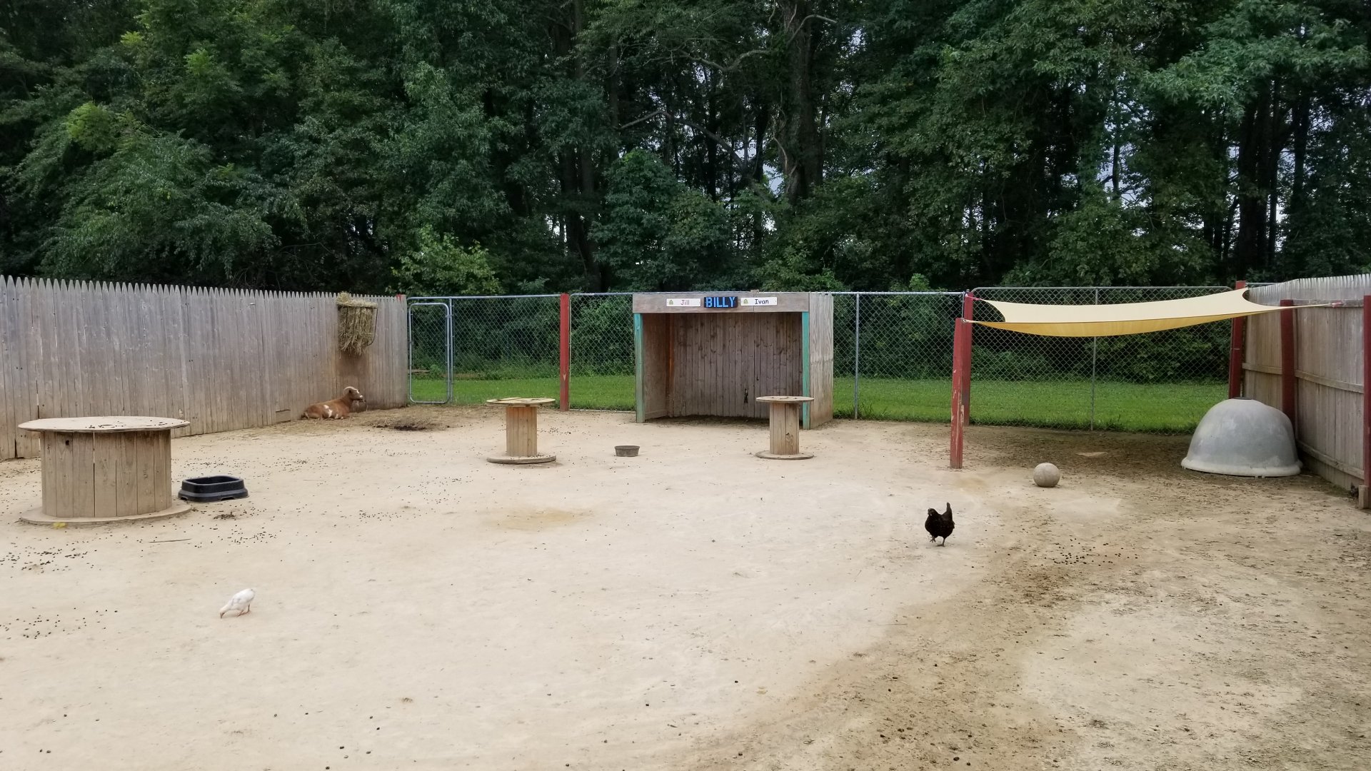 3 Palms Zoo: llama, goat, chickens