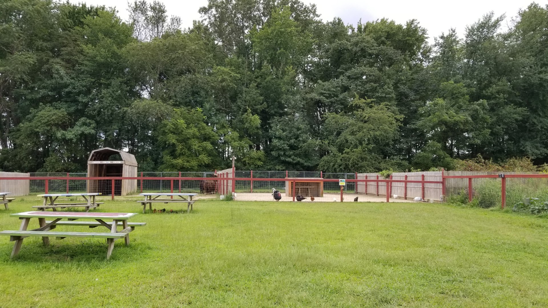 3 Palms Zoo: llamas - turkeys - emus