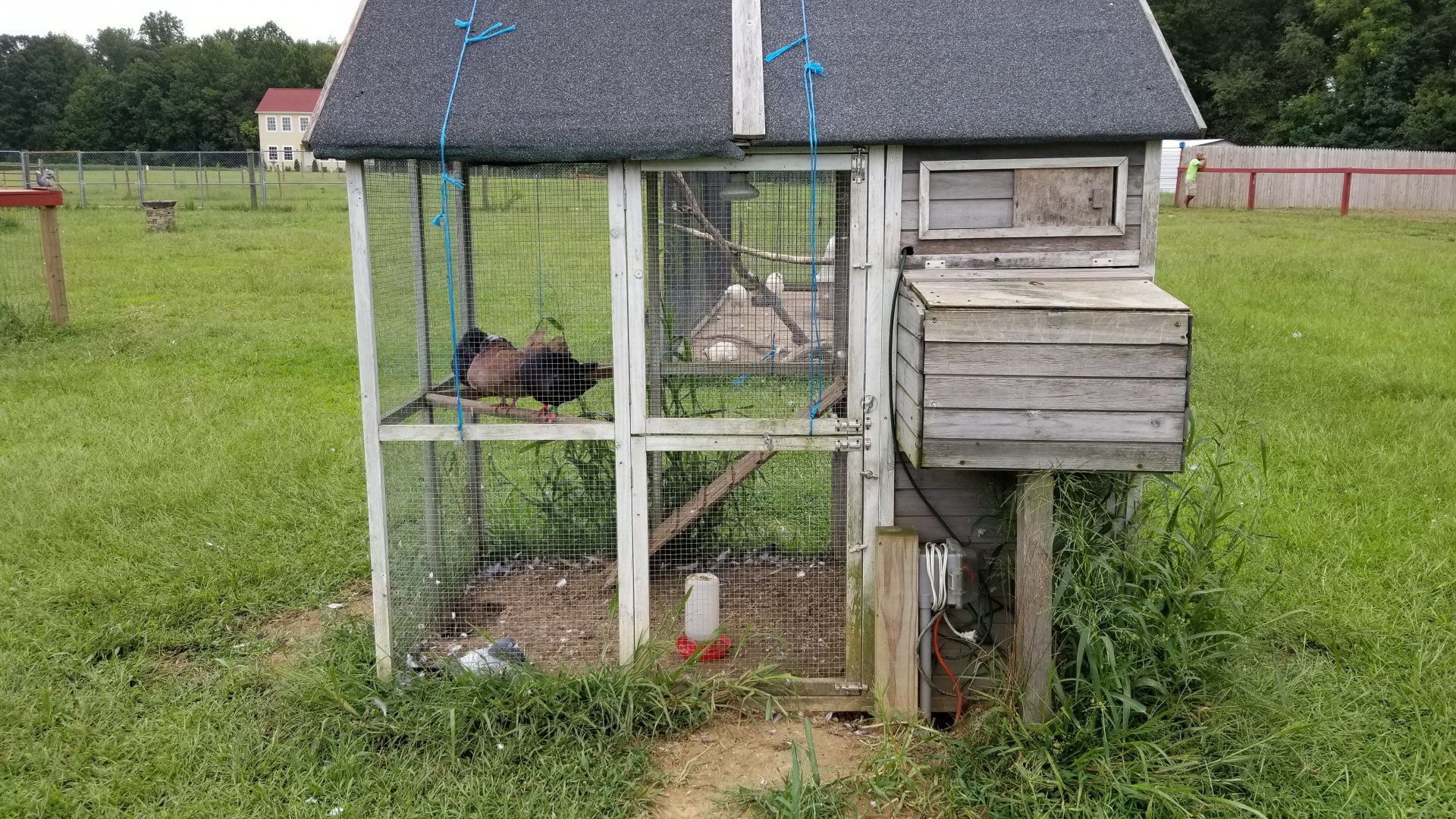 3 Palms Zoo: pigeons