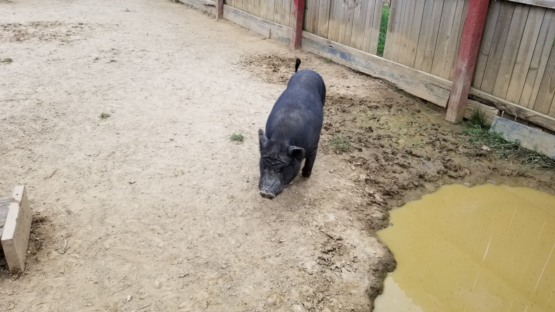3 Palms Zoo: pigs