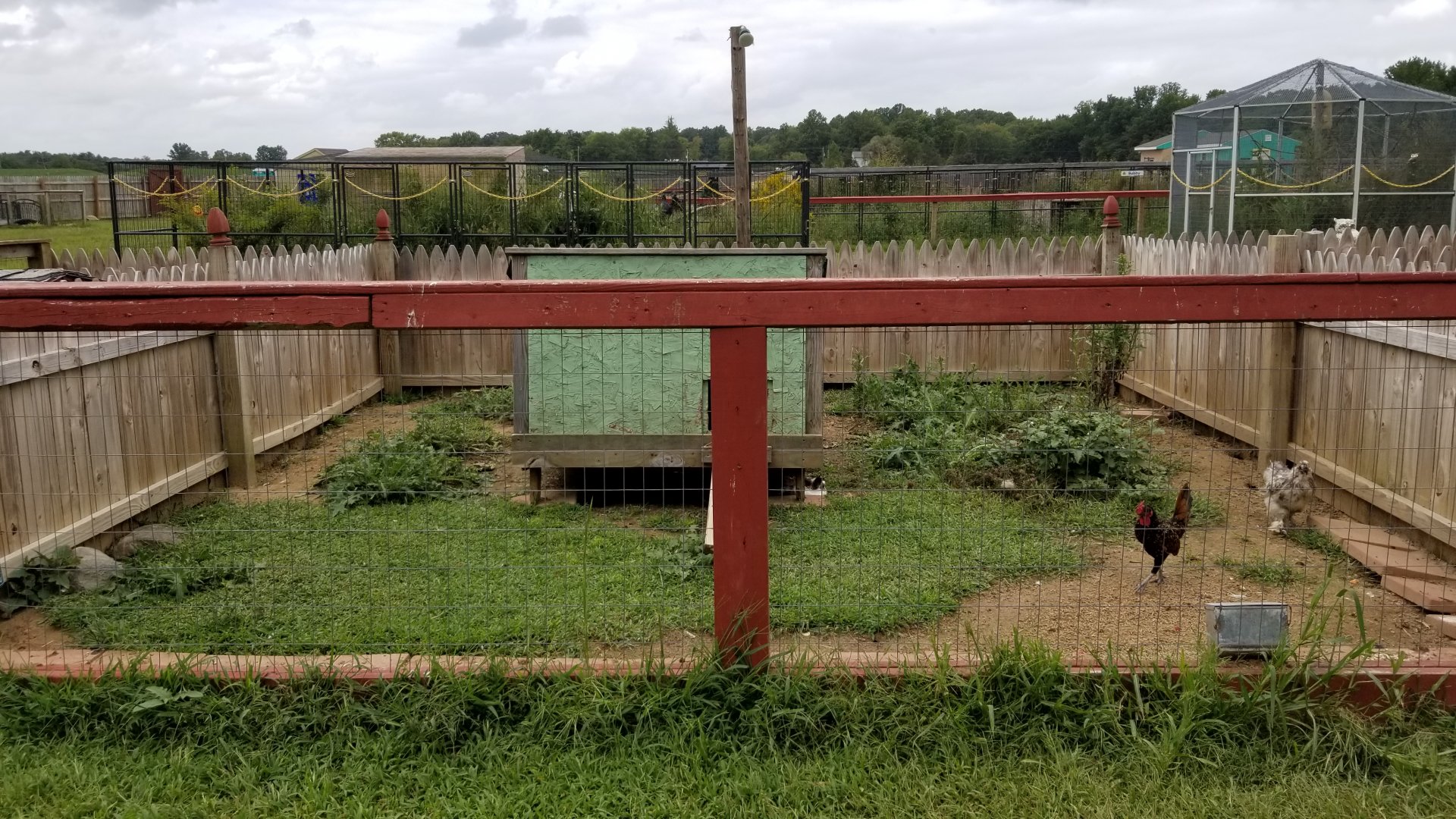 3 Palms Zoo: rabbit, chickens