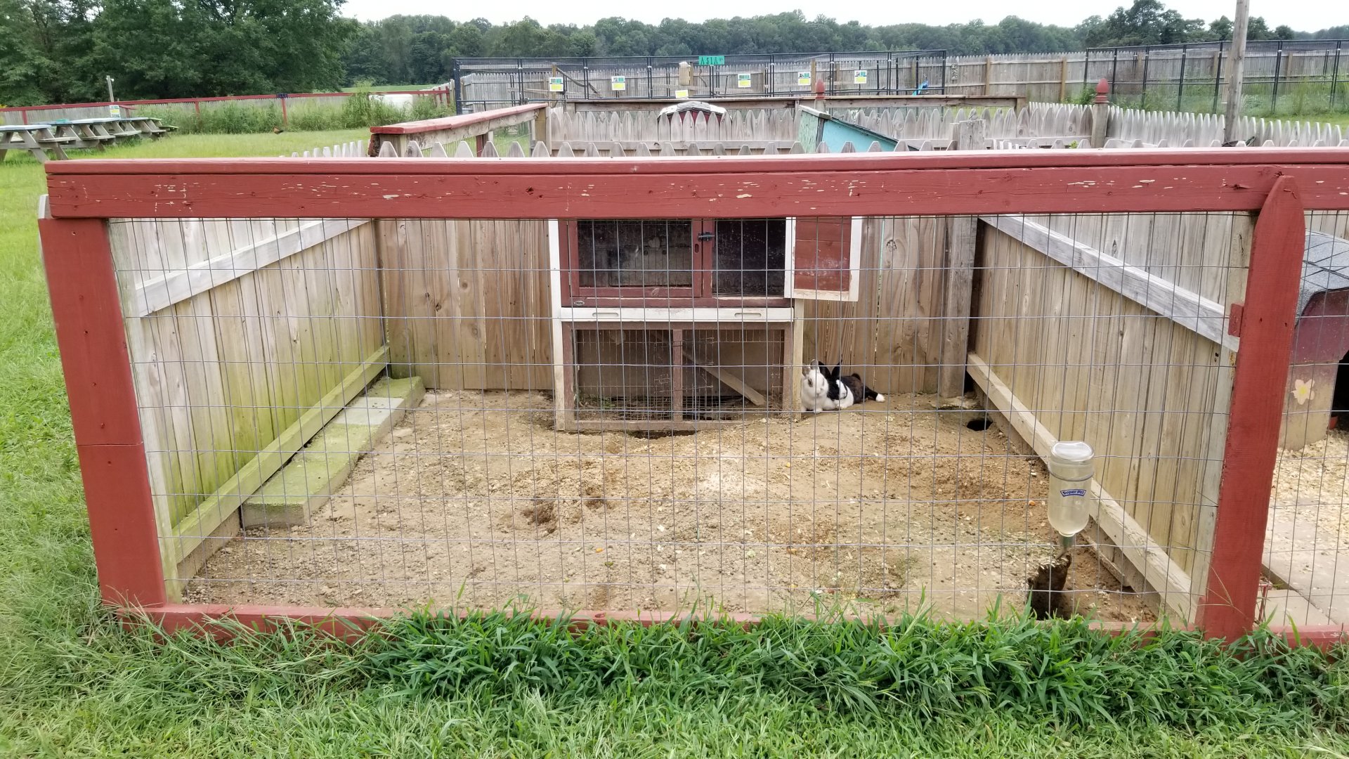 3 Palms Zoo: rabbits