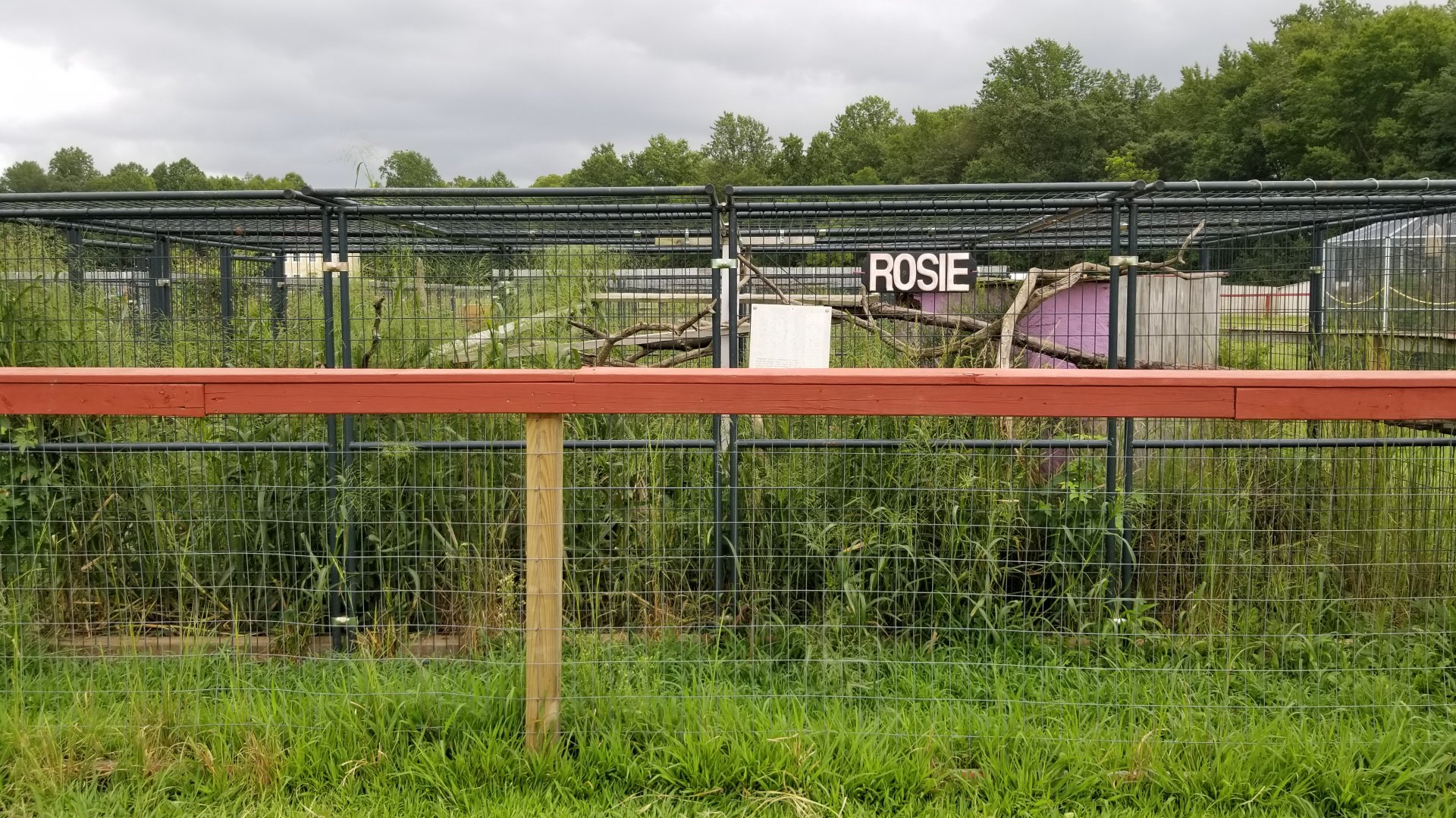3 Palms Zoo: Raccoon exhibit