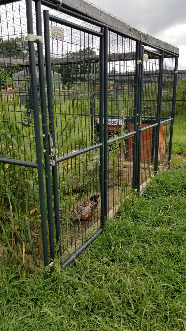 3 Palms Zoo: ringneck pheasant in groundhog exhibit