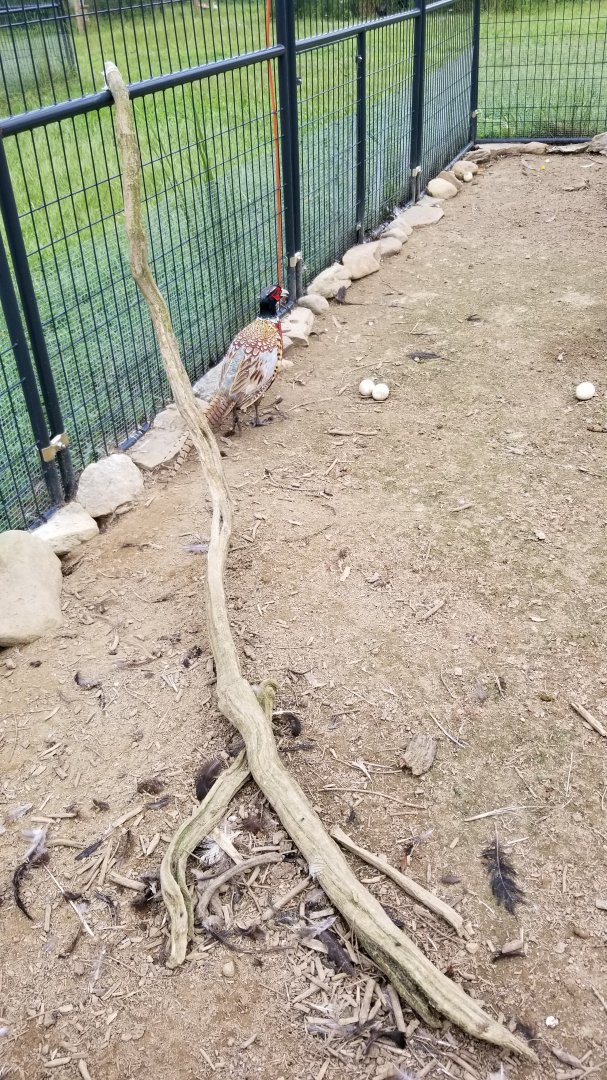 3 Palms Zoo: ringneck pheasant