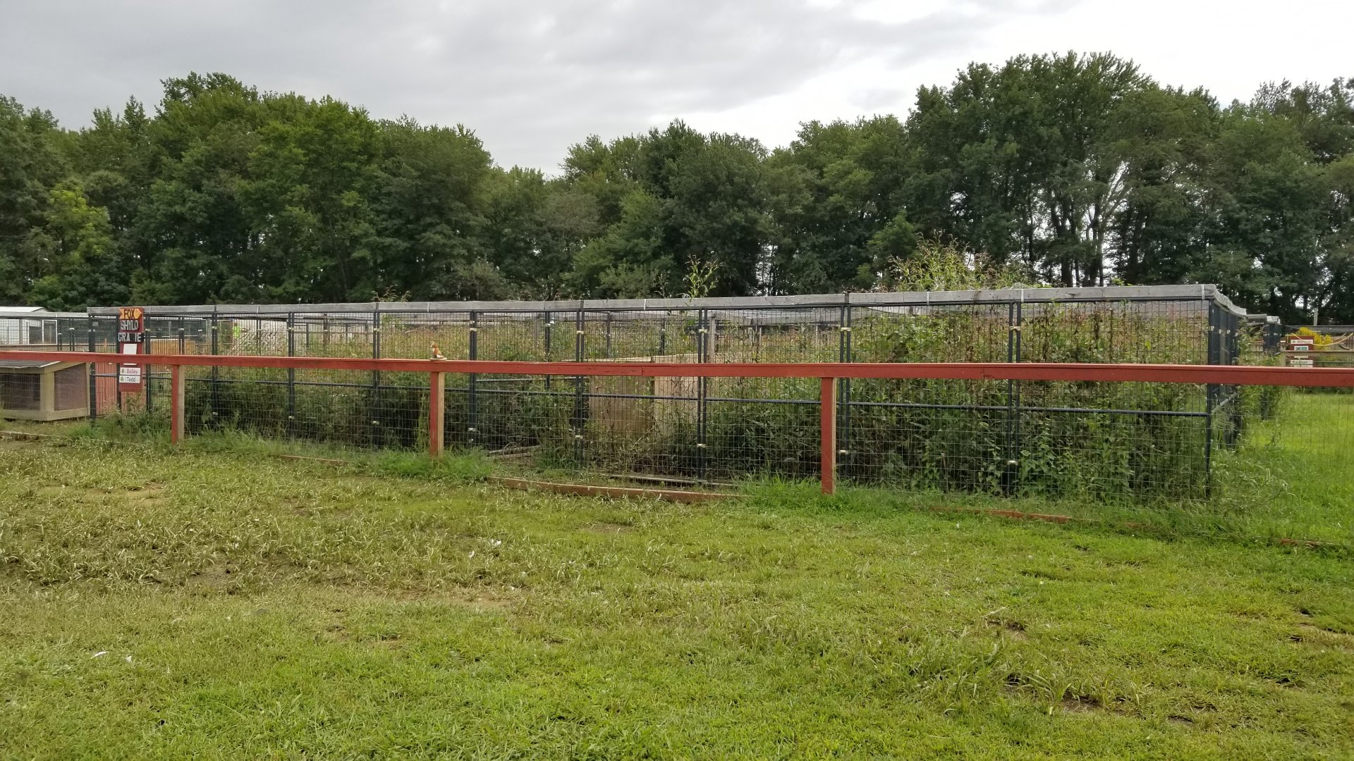 3 Palms Zoo: "silver" fox exhibit