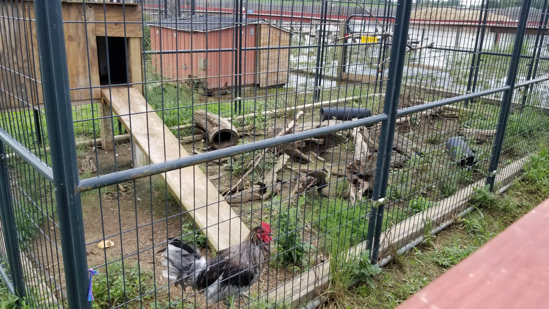 3 Palms Zoo: skunk exhibit with chickens