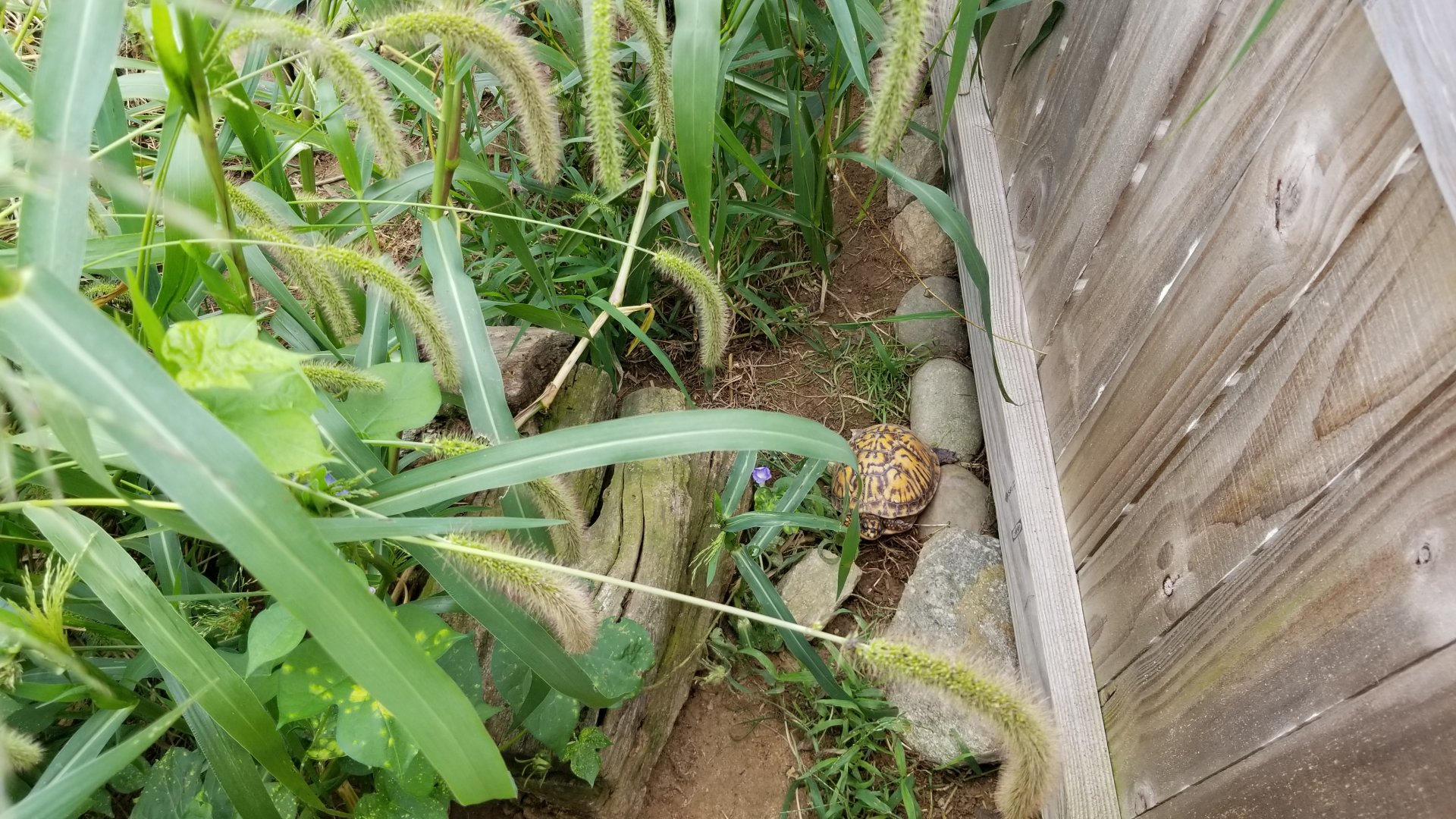 3 Palms Zoo: tortoise