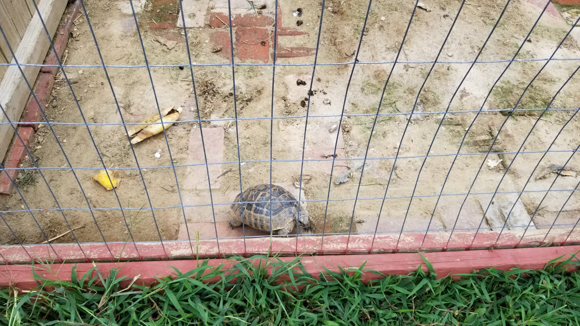 3 Palms Zoo: tortoise