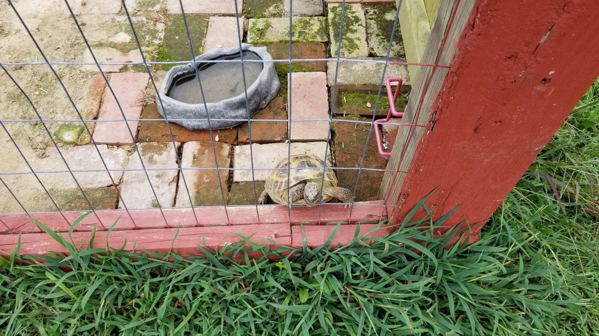 3 Palms Zoo: tortoise