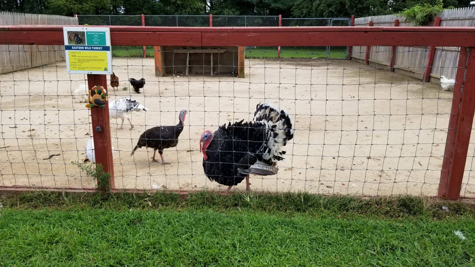 3 Palms Zoo: turkeys