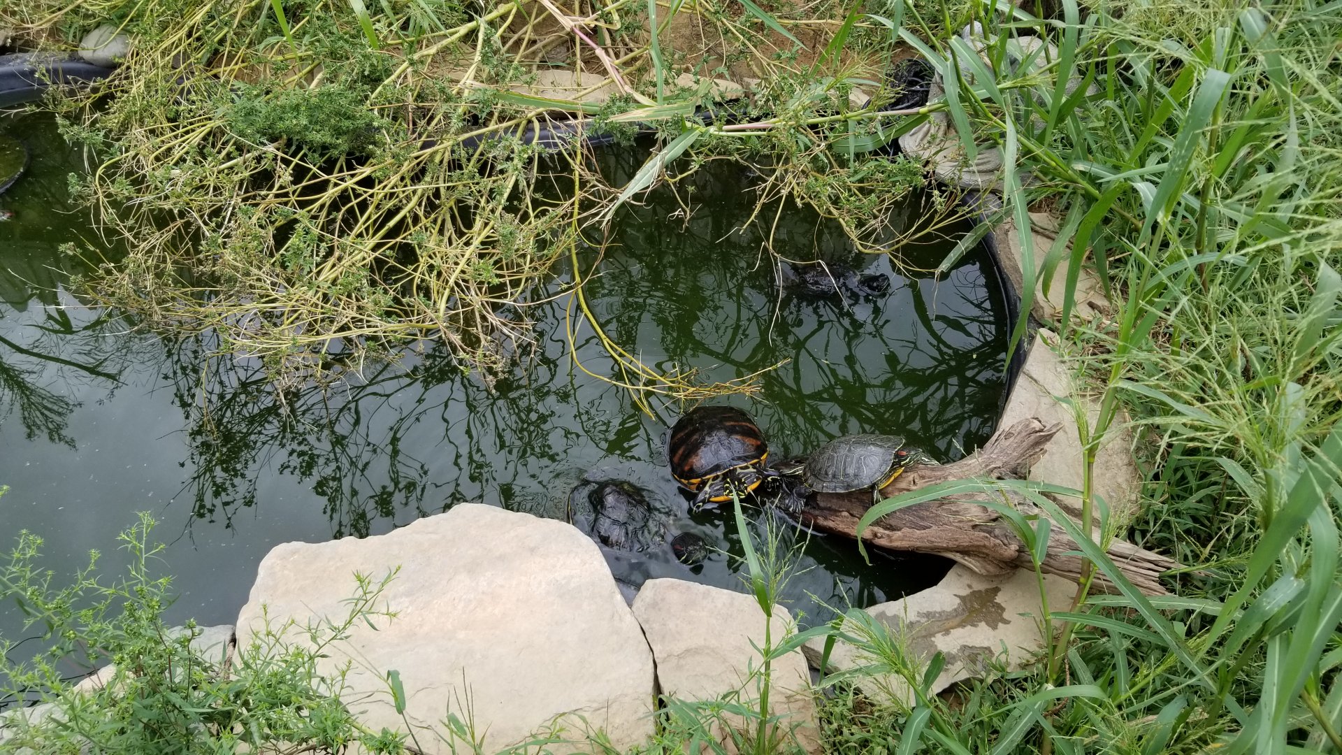 3 Palms Zoo: turtles
