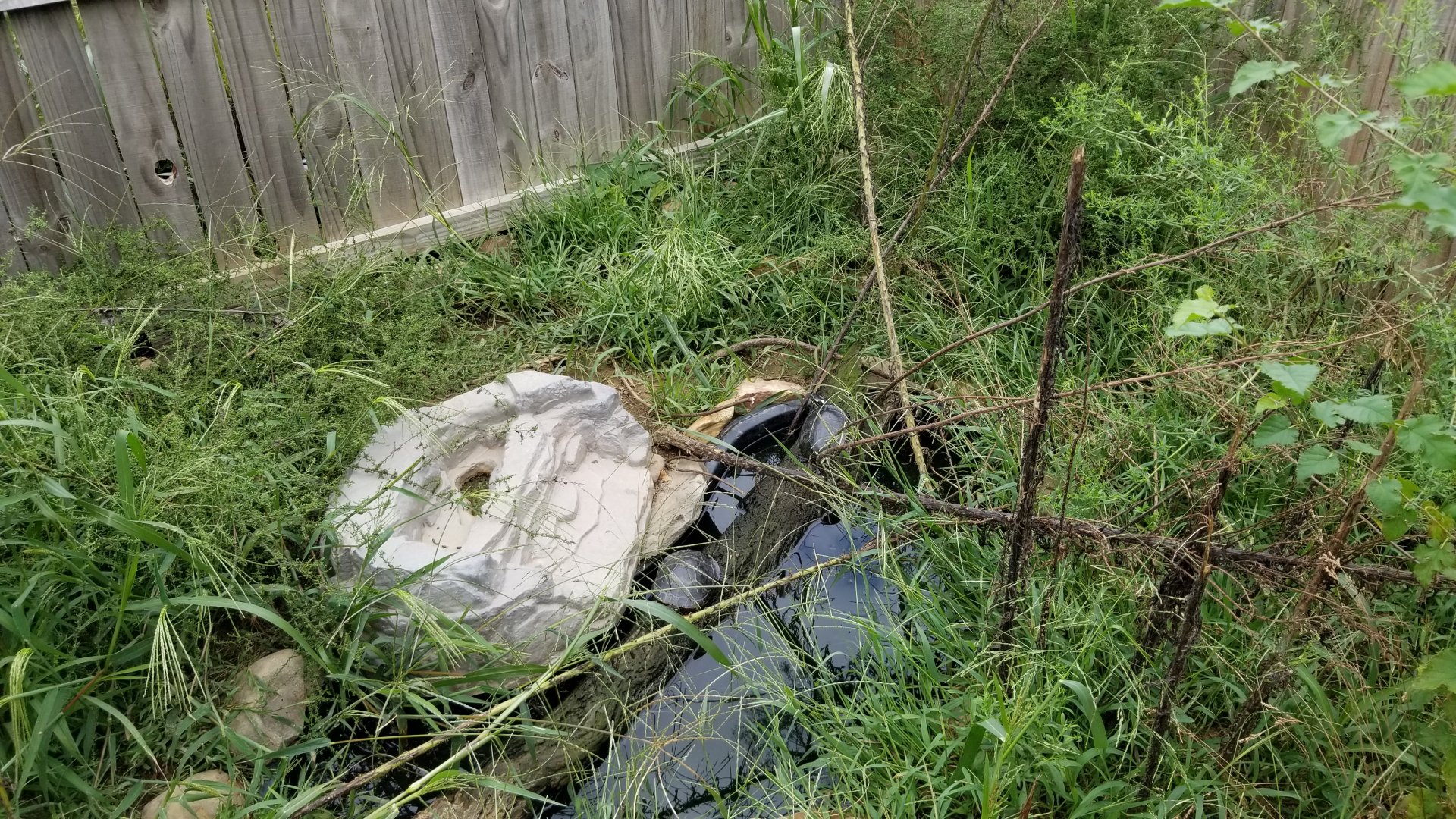 3 Palms Zoo: turtles