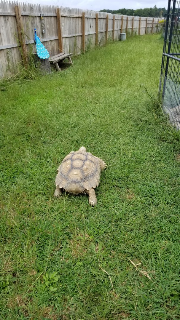 3 Palms Zoo: wandering tortoise