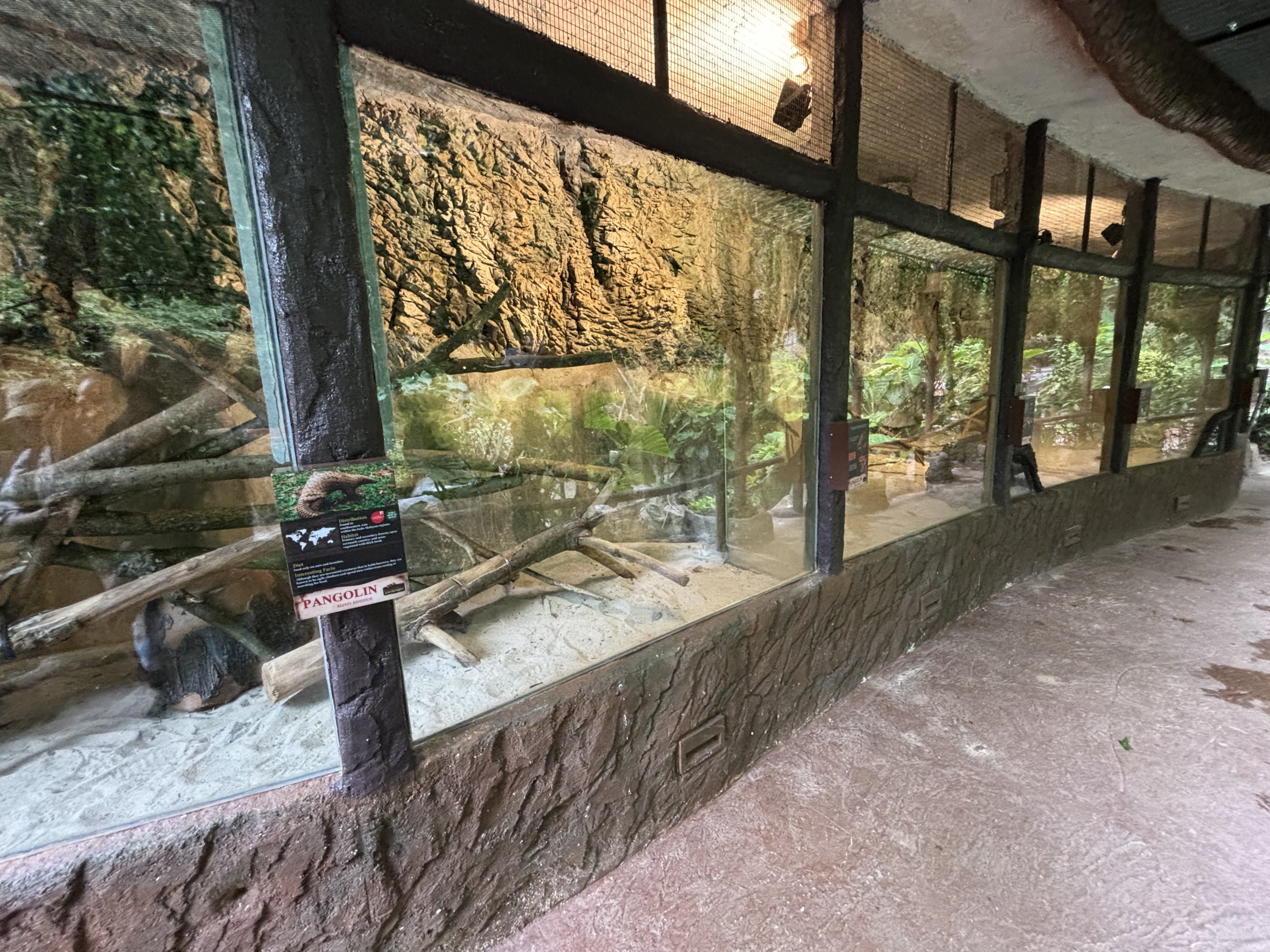 3 Pangolin Exhibits - Lost World of Tambun