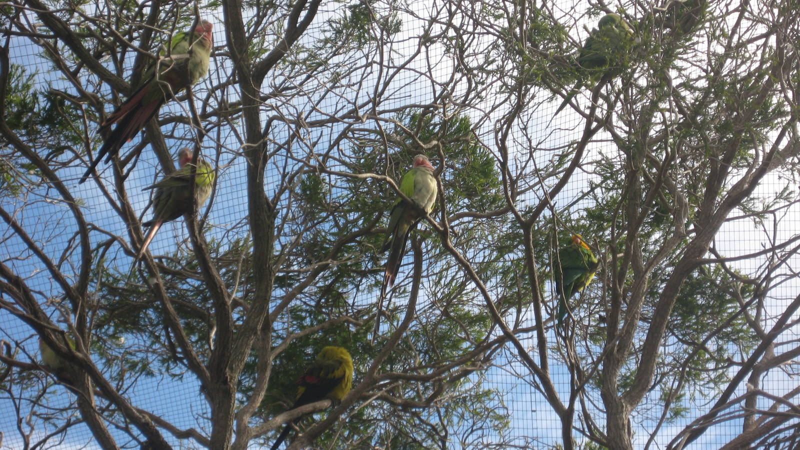 3 Parrot Species in the Walk-through Aviary.