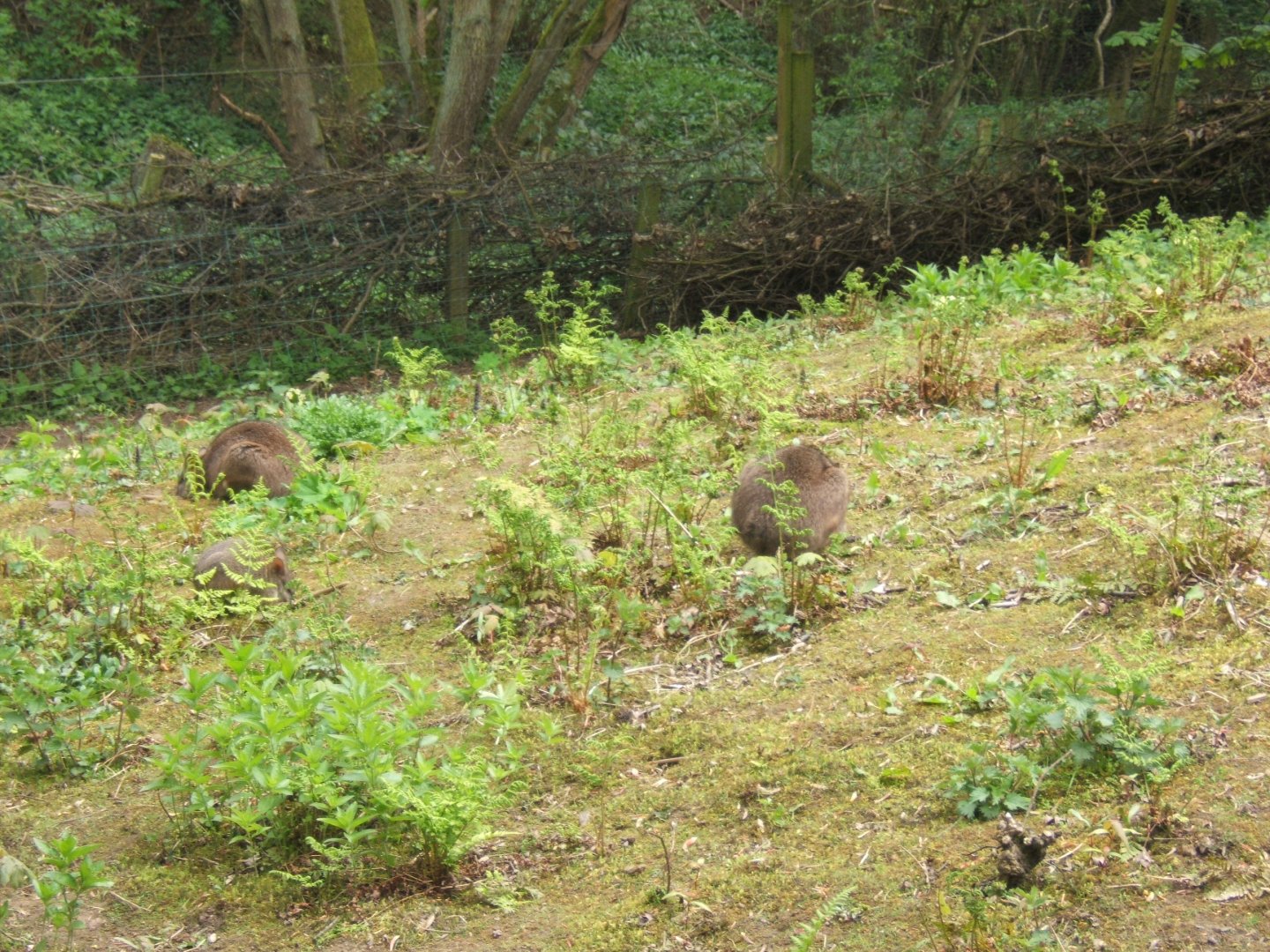 3 sleeping balls of Parma Wallaby