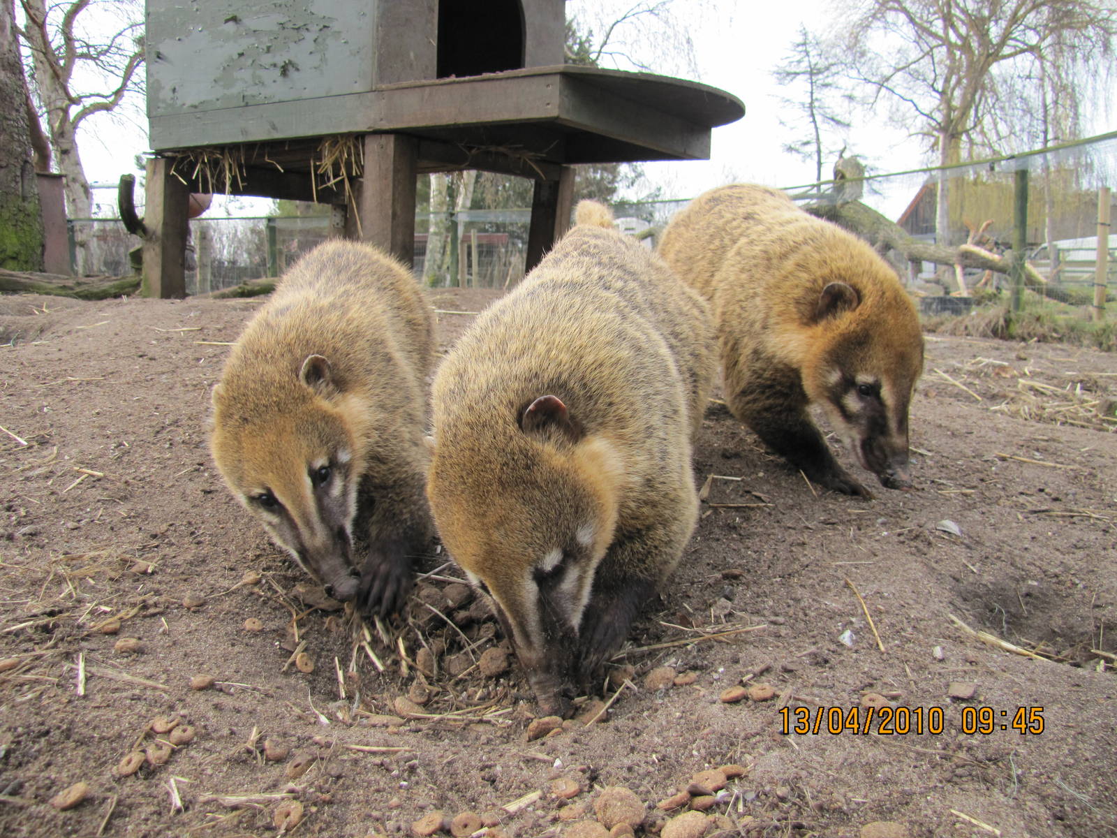 3 South American Coati eating