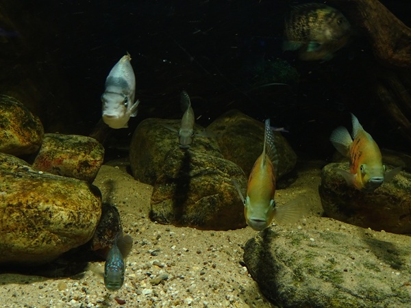 3 species of American cichlids