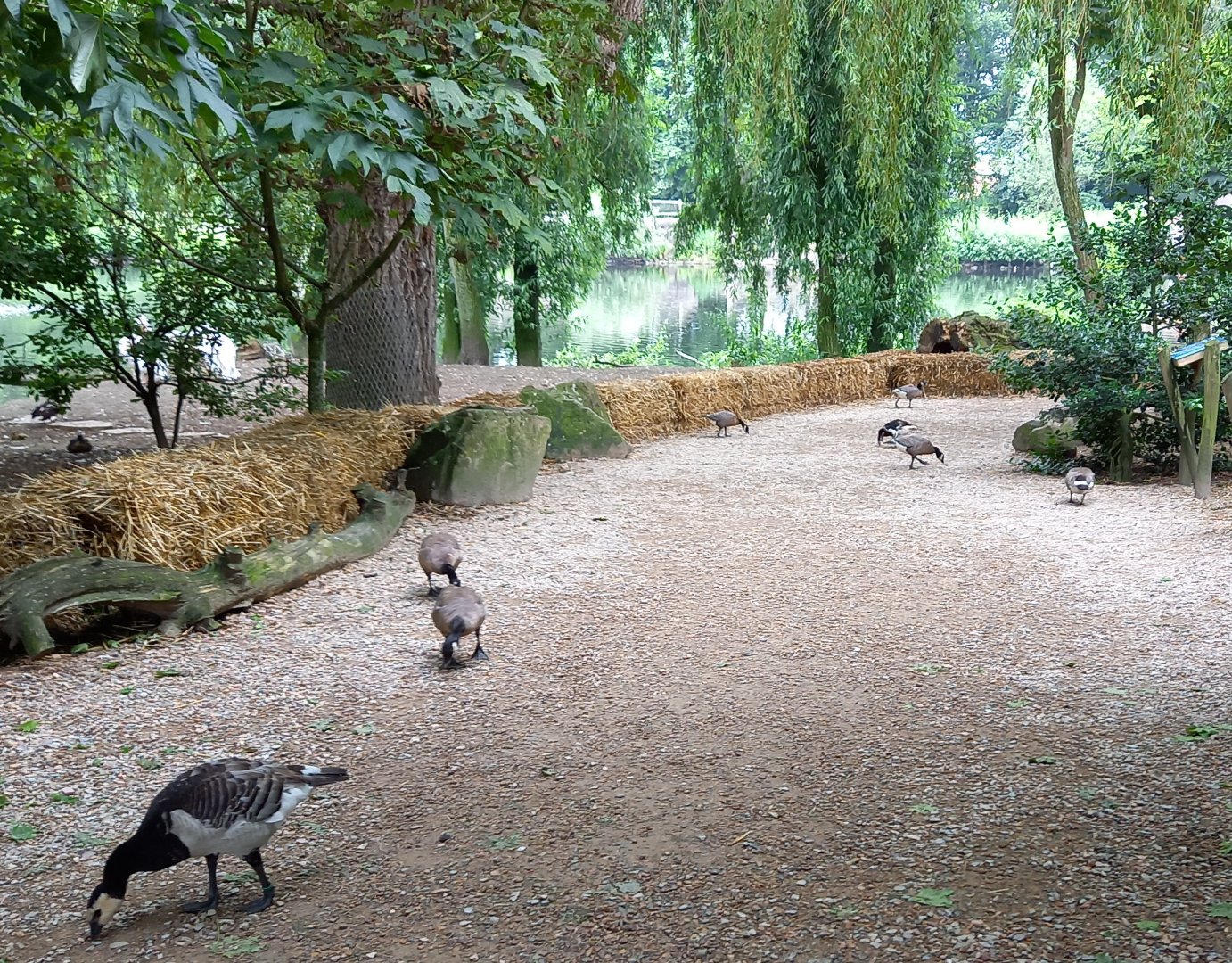3 species of Branta : Lesser Canada - Barnacle and Red-breasted geese