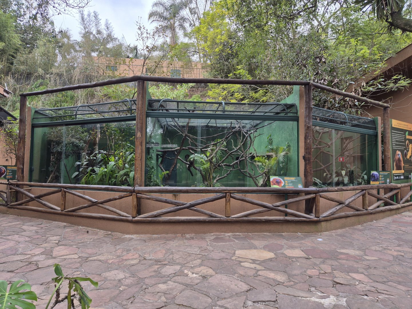 3 species of Lion Tamarin next to each other