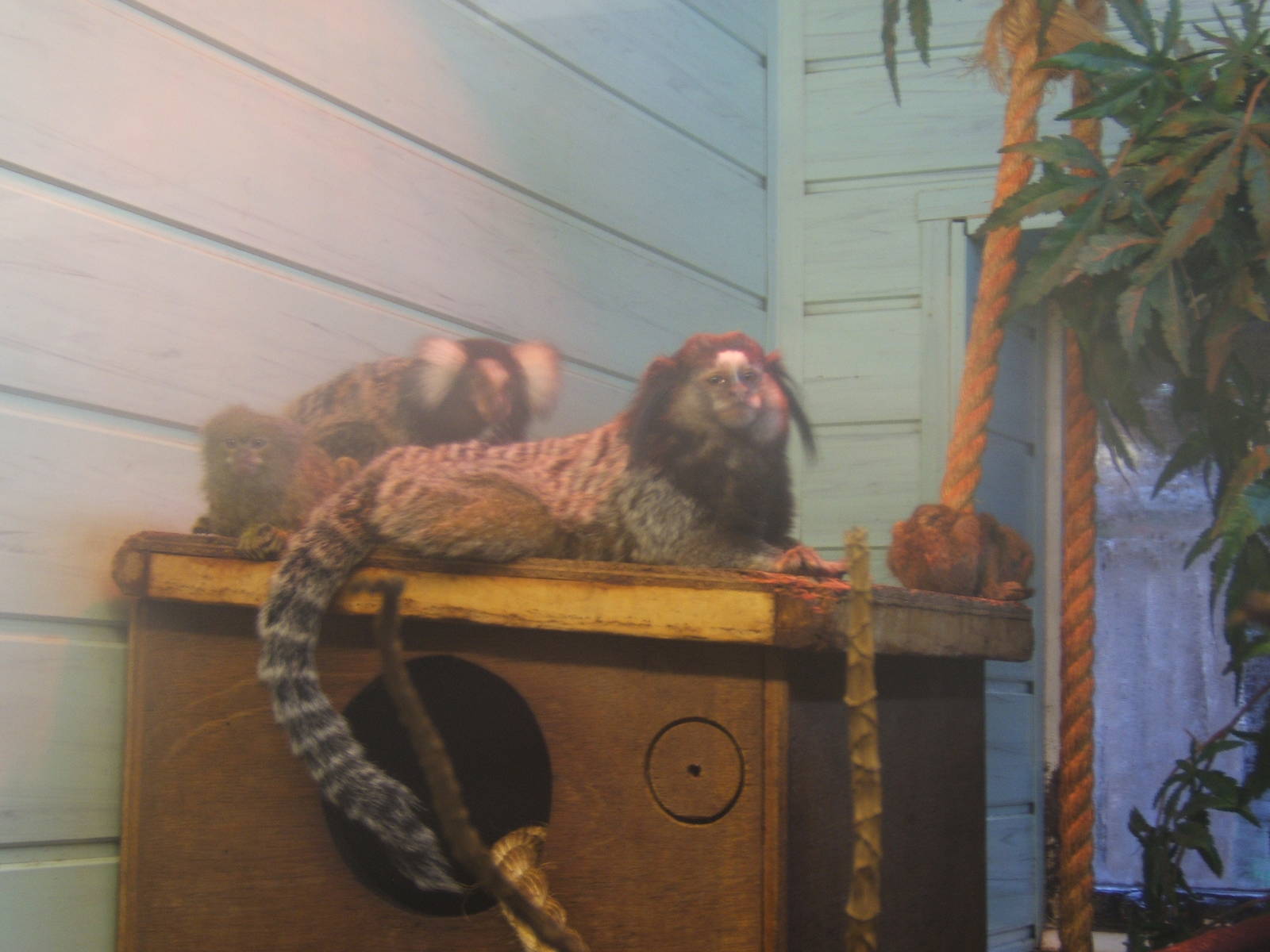 3 species of Marmoset in 1 picture
