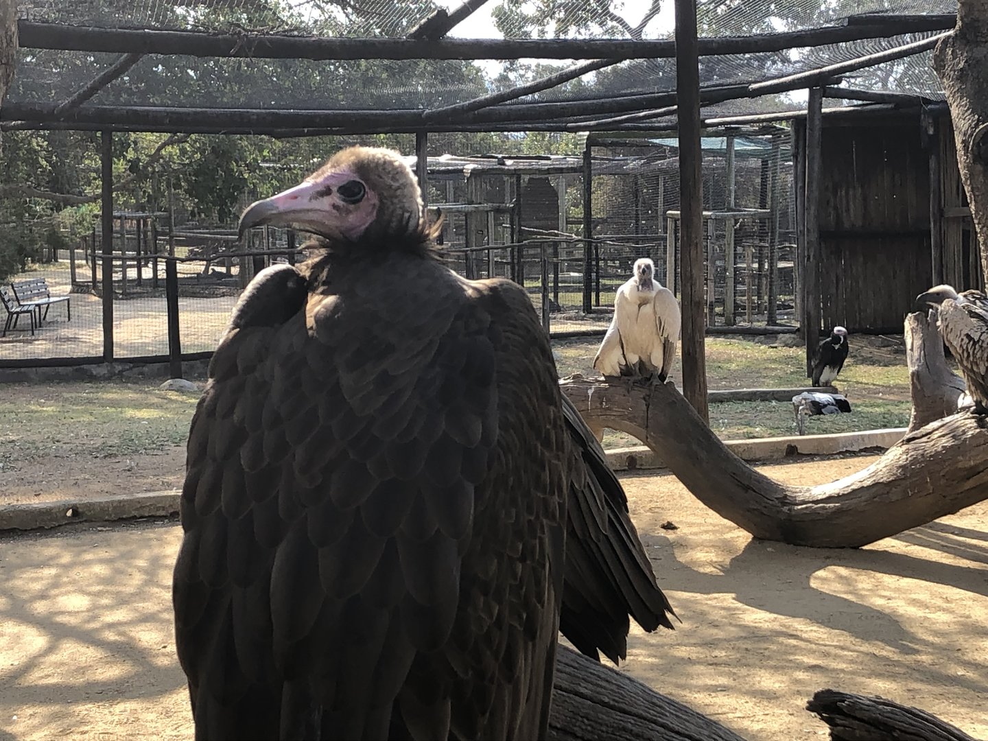 3 species of South African vulture | Moholoholo Animal Rehabilitation Centre