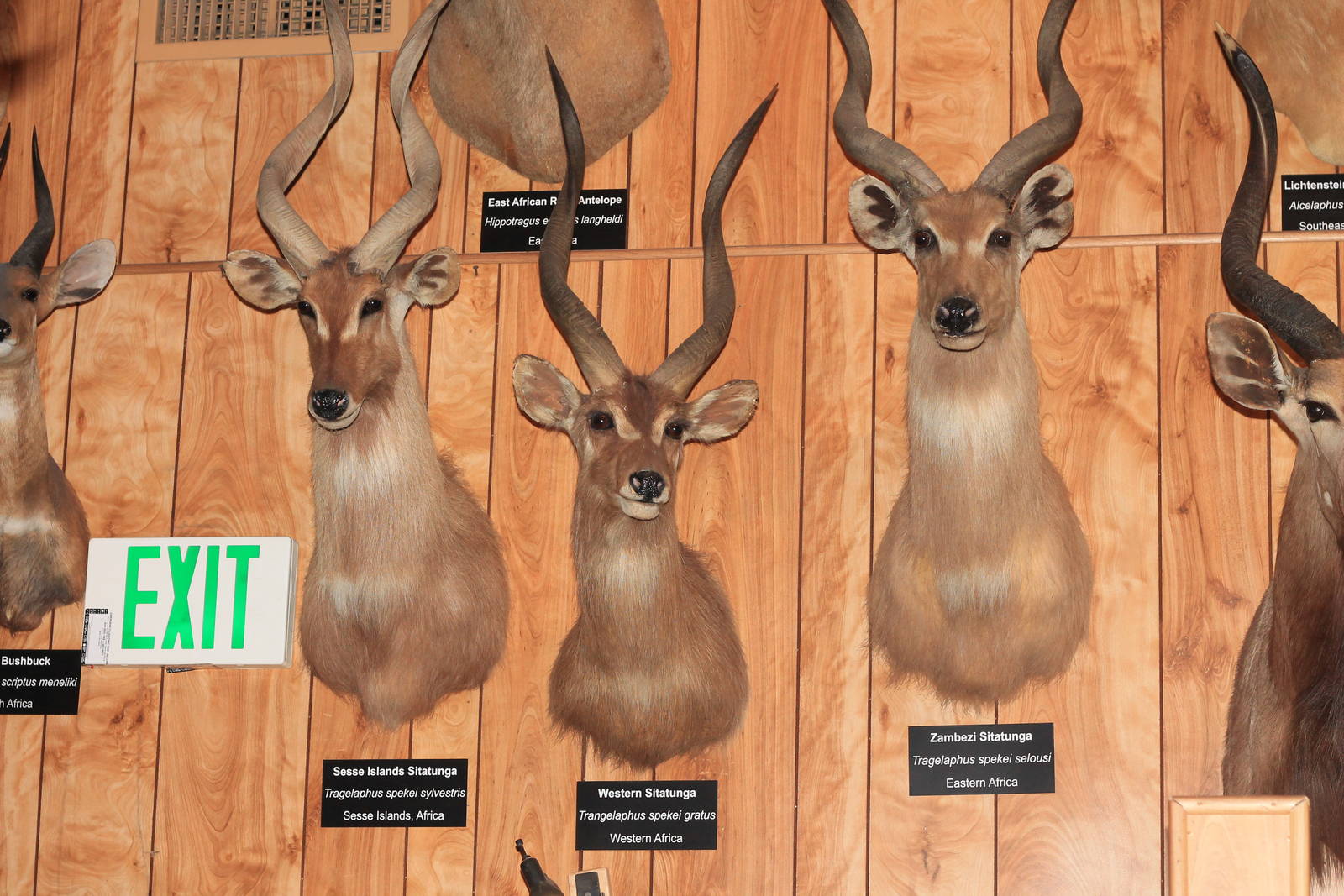 3 taxa of Sitatunga