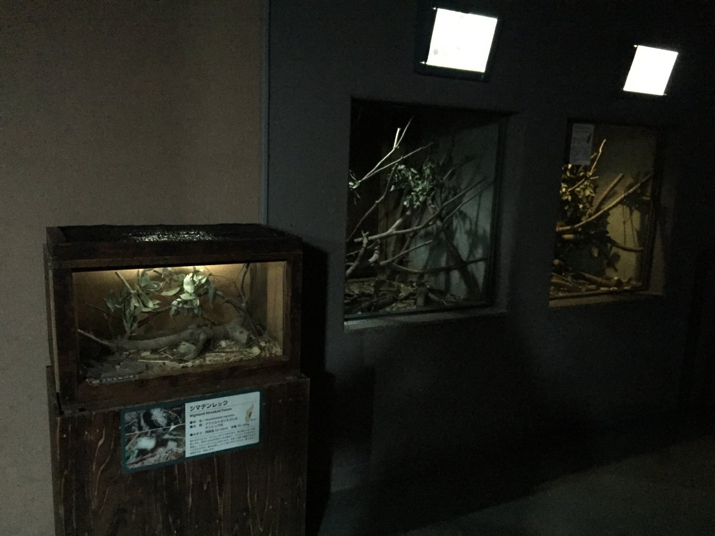 3 tenrec exhibits in a row